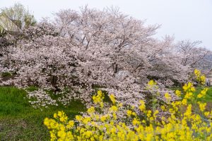 桜と菜花