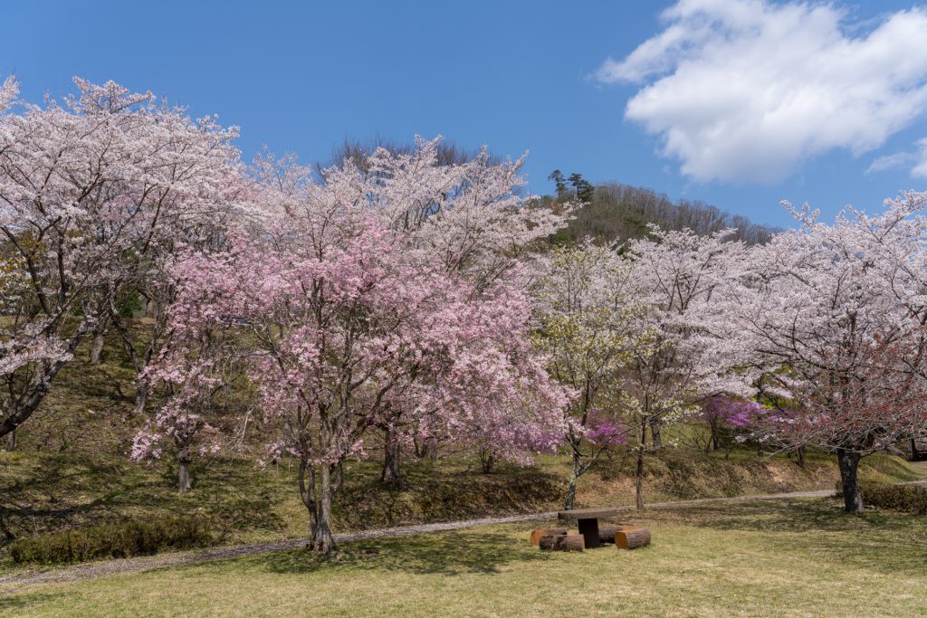 大野ダム公園の桜