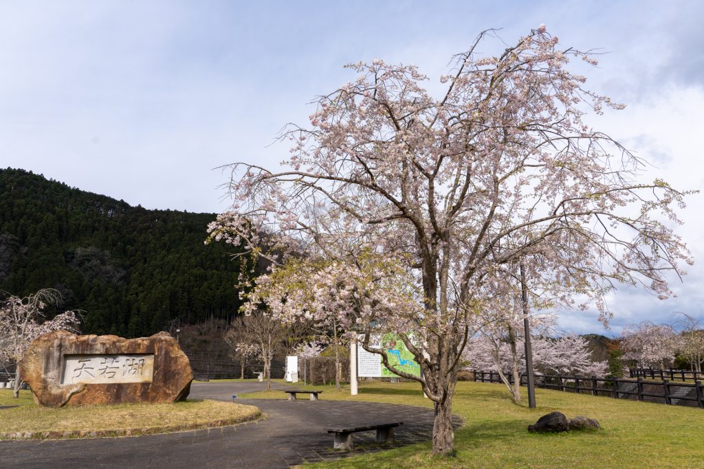天若湖の桜