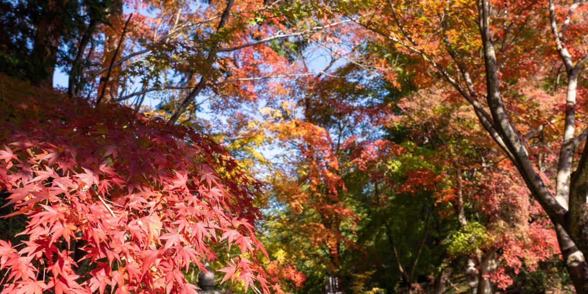 京都西山の紅葉
