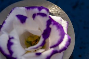 Lisianthus