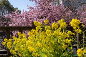 河津桜と菜の花
