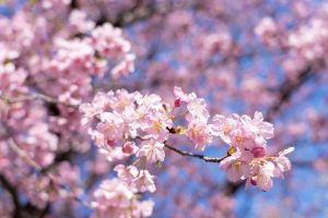 河津桜