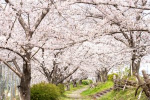 桜のトンネル