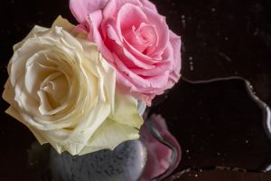 薔薇