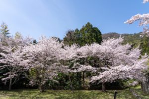 花の寺