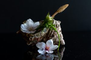 つくし