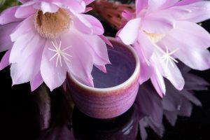 サボテンの花