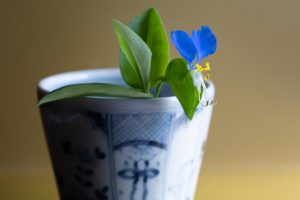 露草